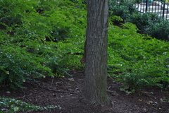 Sciurus carolinensis