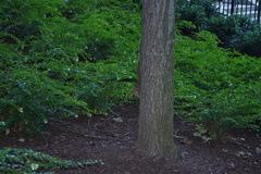 Sciurus carolinensis