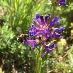 Penstemon rydbergii