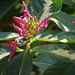 Graptophyllum pictum - Photo (c) Rujuta Vinod, alguns direitos reservados (CC BY-NC), uploaded by Rujuta Vinod