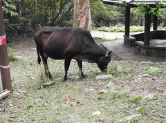 Bos