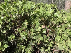 Arctostaphylos patula