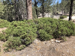 Arctostaphylos patula