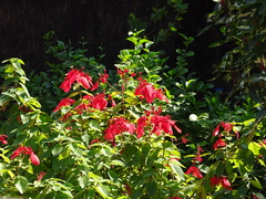 Mussaenda erythrophylla