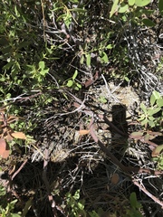 Arctostaphylos patula