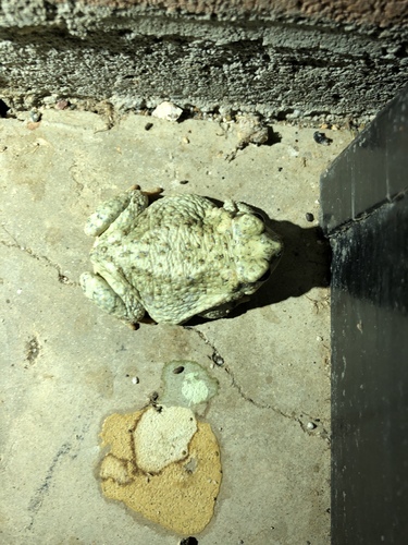 iNaturalist observation photo of Red-spotted Toad