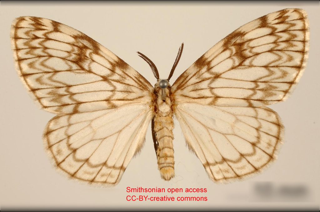 Fulgurodes virginalis