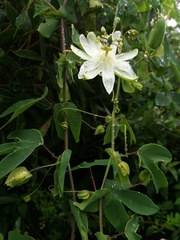 Passiflora saccoi
