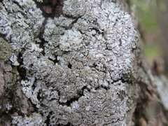 Physconia isidiigera