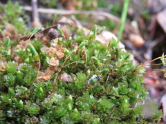 Mnium arizonicum