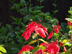 Mussaenda erythrophylla