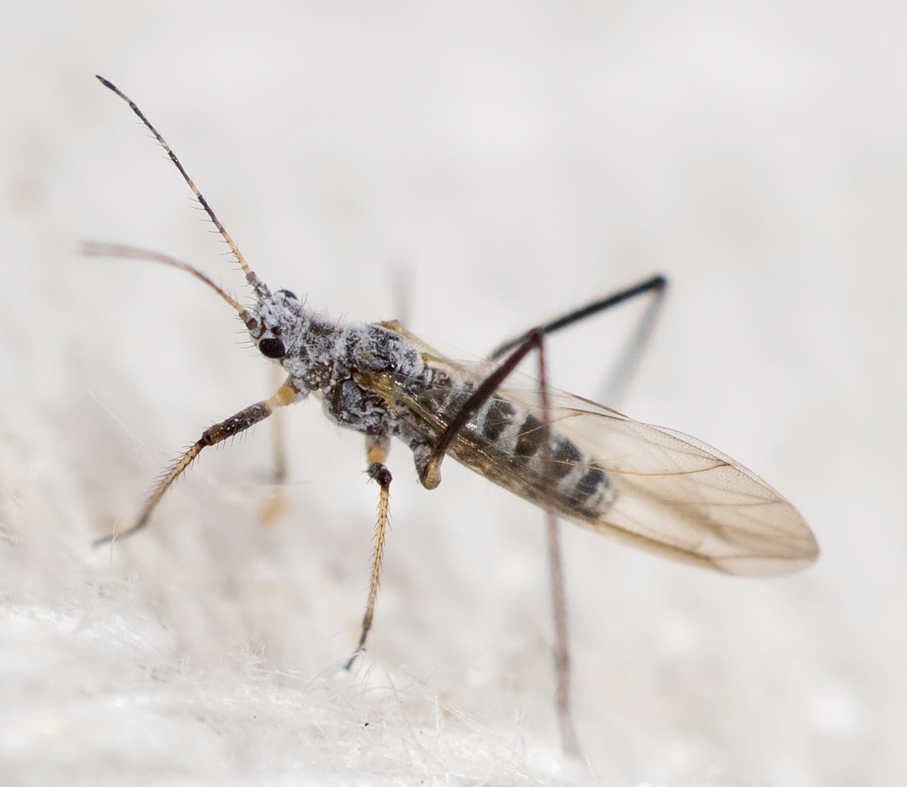 pine needle aphid