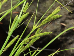 Carex kelloggii