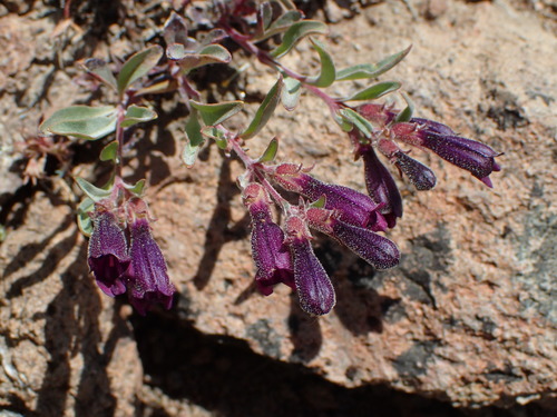 King's beardtongue (Penstemon kingii)