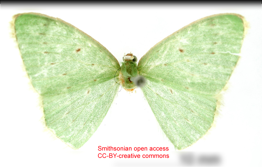 Lissochlora calida