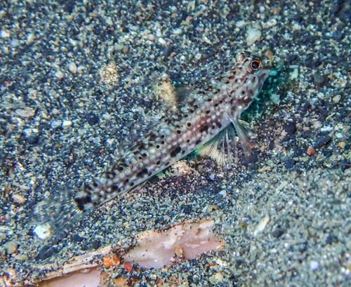 Black-spotted goby (Istigobius nigroocellatus) — Gobiidae — 4