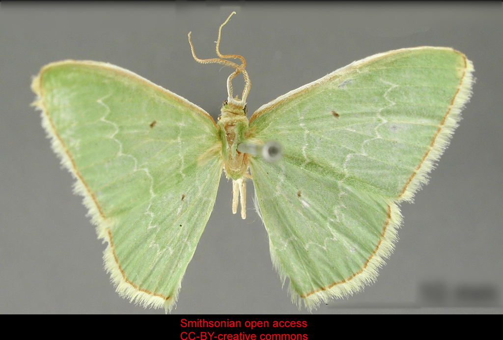 Lissochlora latuta