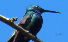 Anthracothorax nigricollis