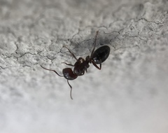 Camponotus