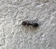 Camponotus