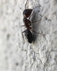 Camponotus