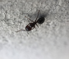 Camponotus