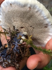 Hydnellum suaveolens