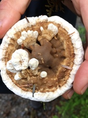 Hydnellum suaveolens