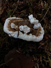 Hydnellum suaveolens