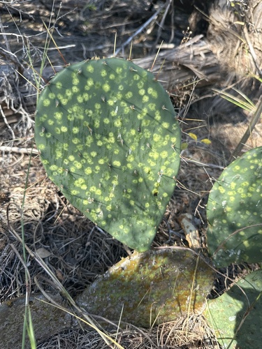 Image of Opuntia cacanapa by (c) mbyhower, some rights reserved (CC BY)