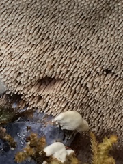 Hydnellum suaveolens