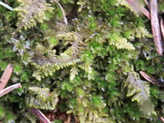 Mnium arizonicum