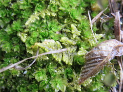 Mnium arizonicum