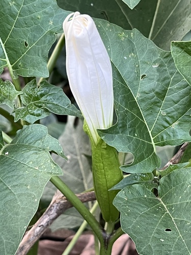 Image of Datura metel by (c) Алёна Осипова, some rights reserved (CC BY)