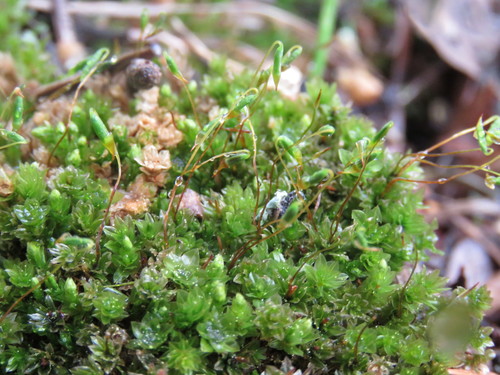 Mnium arizonicum