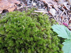 Mnium arizonicum