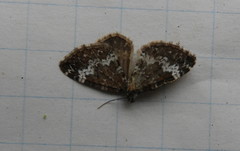 Perizoma alchemillata