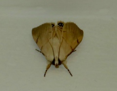 Litoprosopus coachella