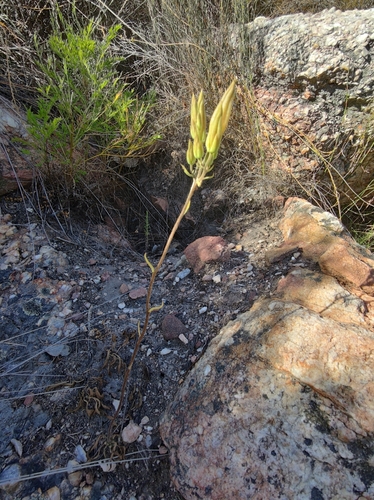 Nanta Butterbush (Tylecodon ventricosus)