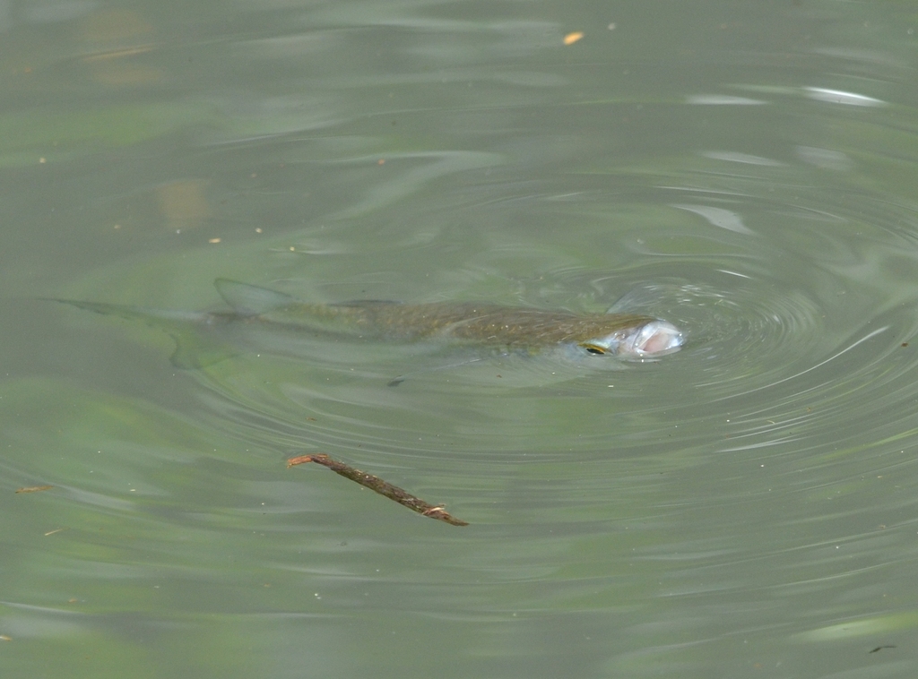 Mullets From Talasea District West New Britain Province Papua 
