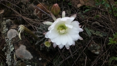 Echinopsis
