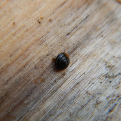 Euconulidae