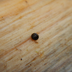 Euconulidae