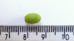 Schoepfia brasiliensis