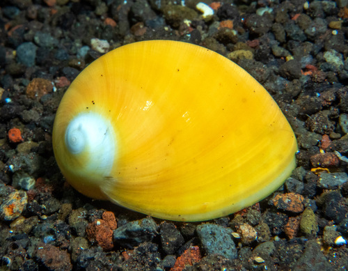 Polinices aurantius observed 2024-11-07