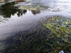Hydrocharitaceae