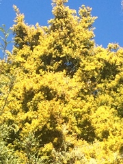 Podocarpus totara