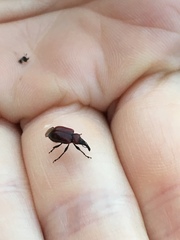 Merhynchites wickhami