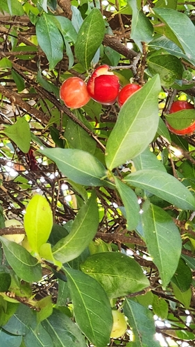 Malpighia emarginata