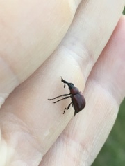 Merhynchites wickhami